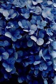 Hydrangea Petals Blue Aesthetic Beautiful Flowers Blue Flowers