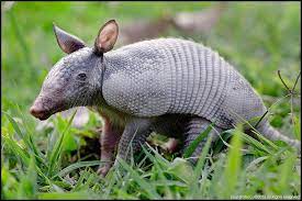 Baby Nine Banded Armadillo Dasypus Novemcinctus Costa Rica Armadillo Animal Armadillo Animals Beautiful