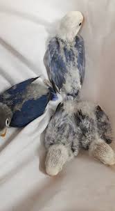 Check spelling or type a new query. Pets Pakistan Sable Lovebirds For Sale
