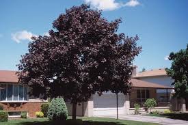 Because of its large leaves, deborah maples produce a very dense shade which can provide relief from the hot summer. Acer Platanoides Norway Maple Landscape Ontario