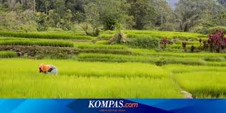 Beberapa negara peminjam bahkan ada yang tidak mampu membayar hingga menyerahkan aset negaranya ke tangan china. Ini Upaya Pemerintah Dalam Perlindungan Lahan Pertanian Di Daerah Halaman All Kompas Com
