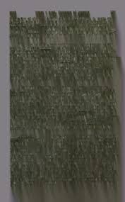 Image result for Bonamia mossambicensis