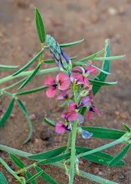 Image result for Indigastrum costatum