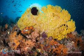 Best Coral Reefs In The World Top 5 Bluewater Dive Travel