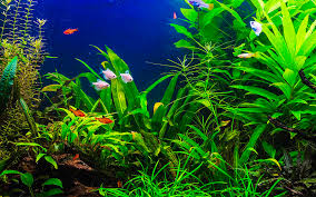 Askoll An Aquarium As An Ecosystem
