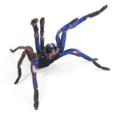 Image result for Blue Lightning 2001 Spider