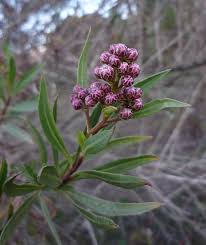 Image result for Boscia salicifolia