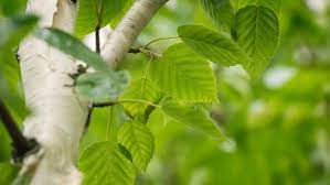 How To Plant Grow And Care For A Silver Birch Tree Bunnings Australia