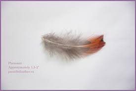 They come from winged creatures of the sky, of the heavens, who fly free and unfettered above the rest of the world. Feathers Pass The Feather