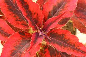 Image result for Coleus engleri