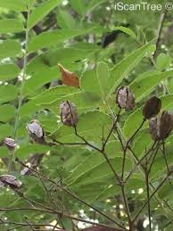 Image result for Kirkia