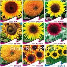10 Different Varieties Of Sunflower Seeds Bonsai Flowers Four Seasons Free Shipping About 150seeds Inbonsa Bonsai Flower Types Of Sunflowers Wild Sunflower
