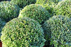 Comment faire pour obtenir du houx à boules rouges. Ilex Crenata Le Houx Qui Remplace Le Buis La Terre Est Un Jardin