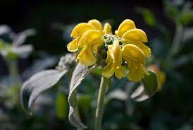 In questo raggruppamento sono compresi i fiori ed i piccoli arbusti tipici della macchia mediterranea e della gariga. Giardino Mediterraneo Dieci Piante Insolite Verde E Paesaggio