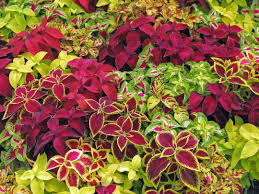 Image result for Coleus sylvestris