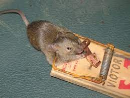 Read this article for exploring the best way on how to when trying to catch a mouse, the first thing that comes to mind is a mouse trap. How To Trap A Mouse 6 Steps Instructables