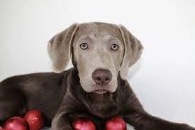 Place a free ad today! Silver Labrador Puppies For Sale Adopt Your Puppy Today Infinity Pups