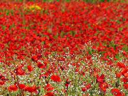 We provide customers with the opportunity to choose their favourite bouquets from our selection, and trust florists in italy. The Best Time To See Flowers In Tuscany Italy