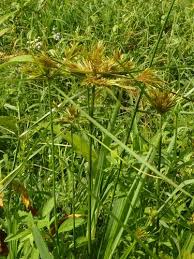 Image result for Pycreus polystachyos