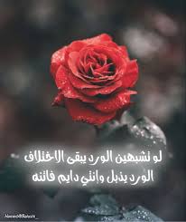 تشبهين الورد in 2021 rose plants flowers