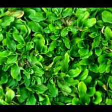 Rumput gajah mini di semarang. Harga Rumput Mini Terbaik Taman Perlengkapan Rumah Juni 2021 Shopee Indonesia