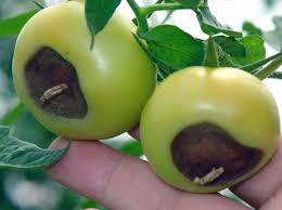 Un problema piuttosto comune in agricoltura è quello per cui i pomodori diventano neri sotto. I Pomodori Si Anneriscono Dal Basso Cosa Fare Come Trattare