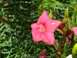 Image result for Ipomoea quamoclit