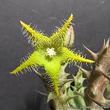 Image result for Orbea dummeri