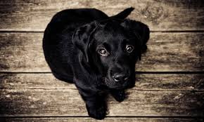 $1375.00 lock haven, pa black labrador retriever puppy. Labrador Puppies For Adoption Not Free Sabsesastakart