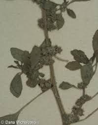 Image result for Amaranthus graecizans