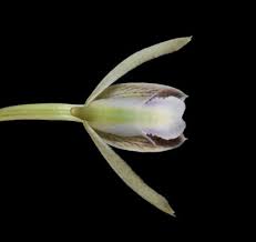 Image result for Eulophia hians