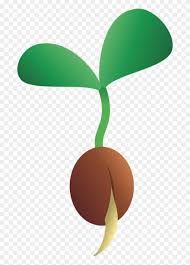 Find trusted seed growing animation supplier and manufacturers that meet your business needs on exporthub.com qualify, evaluate. Freshgarlic Net Organic Garlic Seed Growing Cartoon Clipart 143231 Pinclipart
