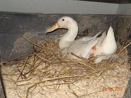 I was told by one person that if thier tails curl up that those are males. How To Set Up A Pekin Duck Brooder Backyard Chickens Learn How To Raise Chickens