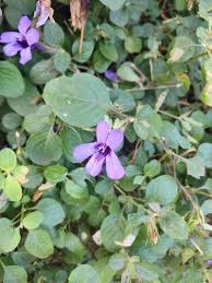 Image result for Dyschoriste thunbergiiflora