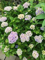 プリンセスシャーロット 地植え全景「紫陽花」のアルバム-みんなの趣味の園芸1120322