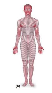 The Dermis - Structure Of The Skin