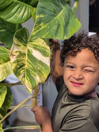 Can aglaonema lady valentine be cut and propagated to make it more full?