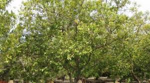 Image result for Xymalos