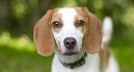 62 Best English Foxhound images | English foxhound, The ...
