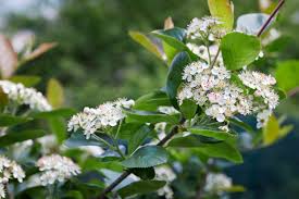 Clusters of white flowers in may and small fruit in august. 11 Best Trees And Shrubs With White Flowers
