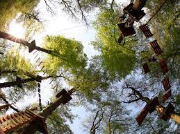 Whangarei's adventure forest park open. Willkommen Bei Forest Adventures Dem Abenteuer Und Klettererlebnis Im Wald