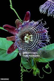 Image result for Passiflora quadrangularis