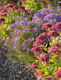 Im Staudenbeet Harmonieren Astern Und Fetthenne Sedum Ausgezeichnet Foto Alamy Tuin Ideeen