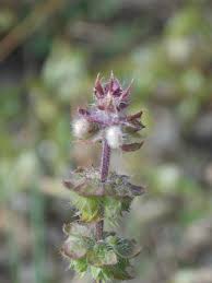 Image result for Ocimum americanum