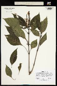 Image result for Pseuderanthemum ludovicianum