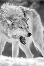 | out now on pc, ps4, xbox one, and stadia! Cool Black And White Wolf Wallpaper Hd Photos