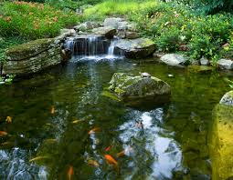 Garden Pond Design Tips