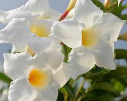 Image result for dipladenie suaveolens obrázek