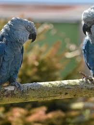 These Species Went Extinct In 2018 More May Be Doomed To Follow In 2019 Extinction Species Doom
