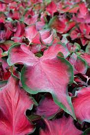 'red hot' is more vigorous than 'florida red ruffles' and produces taller plants with longer and wider leaves when grown in ground beds. Plant Palette Caladiums Garden Design Plants Shade Plants Shade Garden